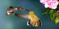 Hummingbird Photo License Plate