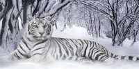 White Tiger Photo License Plate