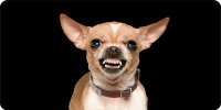 Angry Chihuahua On Black Photo License Plate