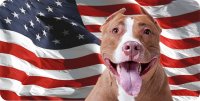Red Pitbull On U.S. Flag Photo License Plate