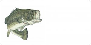Large Mouth Bass Offset On White Photo License Plate
