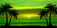 Green Palm Tree Sunset Photo License Plate