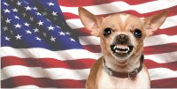 Angry Chihuahua On U.S. Flag Photo License Plate