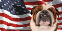 Bulldog Face On U.S. Flag Photo License Plate