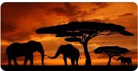 Elephants With Sunset Silhouette Photo License Plate