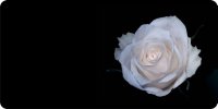 White Rose Offset Photo License Plate