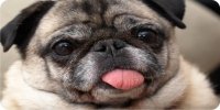 Pug Pup Sticking Tongue Out Photo License Plate