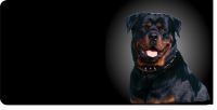 Rottweiler Dog Photo License Plate