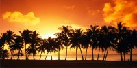 Orange Sunset Palm Tree Beach Scene Photo License Plate