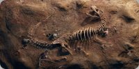 Dinosaur Fossil Photo License Plate