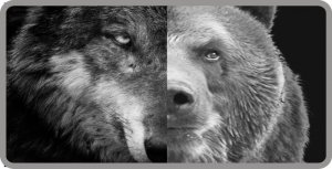 Half Wolf Half Bear Photo License Plate