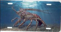 Crab Under Water License Plate