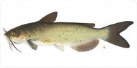 Catfish On White Photo License Plate