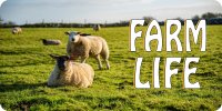 Farm Life With Sheep Photo License Plate