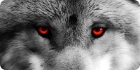 Wolf With Red Eyes Photo License Plate