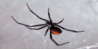 Black Widow Spider In Web Photo License Plate