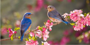 Blue Birds Sitting on Branch Photo License Plate