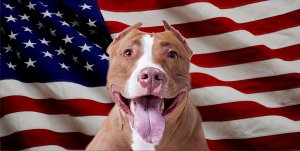 Red Pitbull Dog On United States Flag Photo License Plate