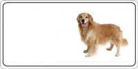 Golden Retriever Dog Photo License Plate