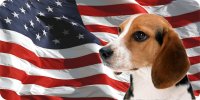 Beagle On U.S. Flag Photo License Plate