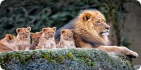 Lion Resting With Cubs Photo License Plate