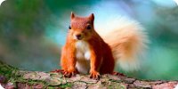 Red Squirrel Photo License Plate