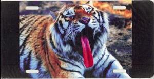 Yawning Tiger Photo License Plate