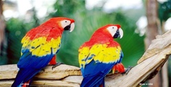 Parrots on Limb License Plate