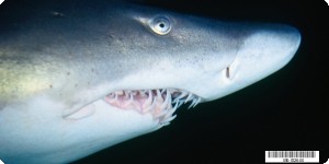Shark Close Up Photo License Plate