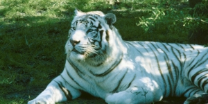 White Tiger #2 Photo License Plate